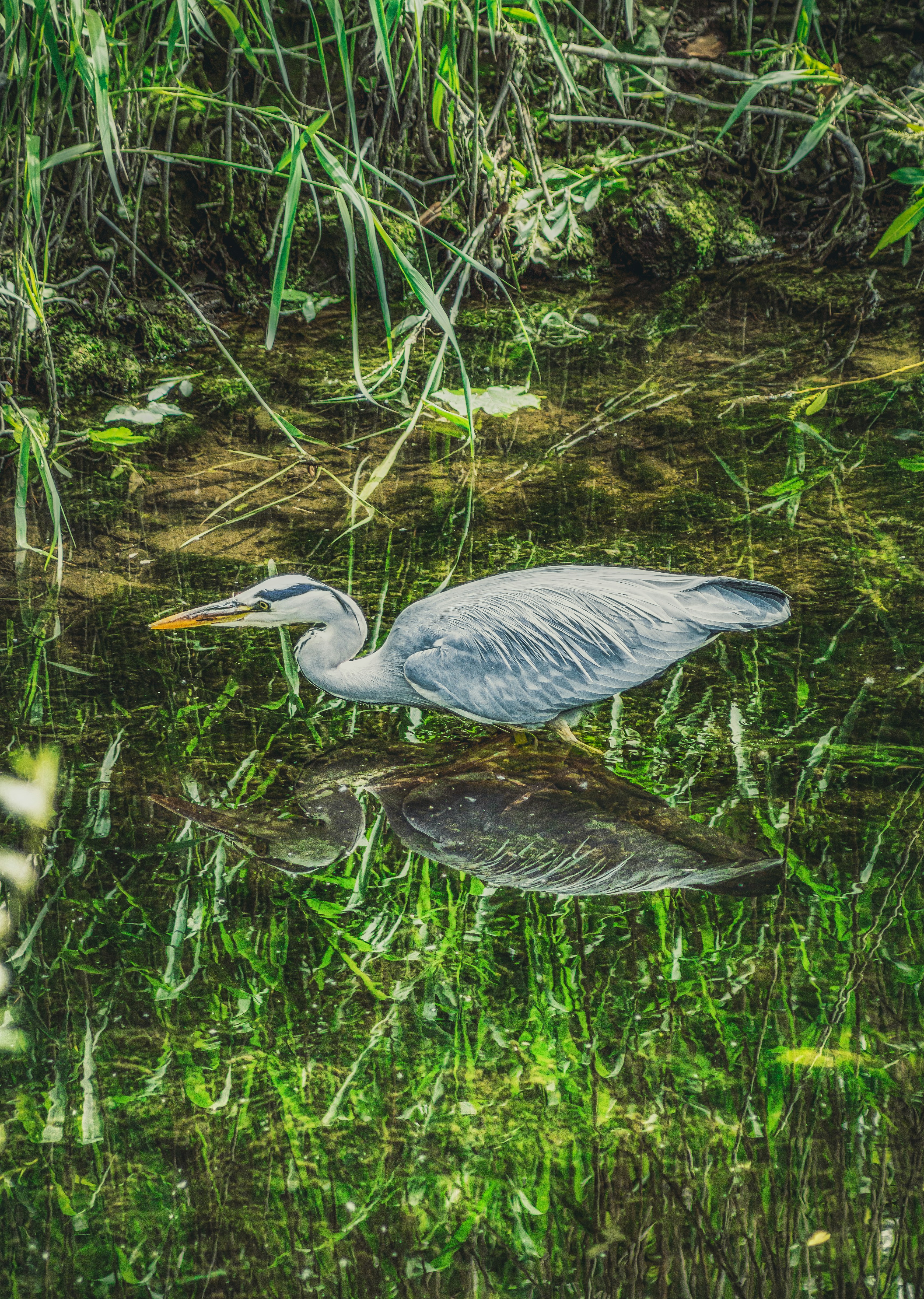 grey bird on water during daytime